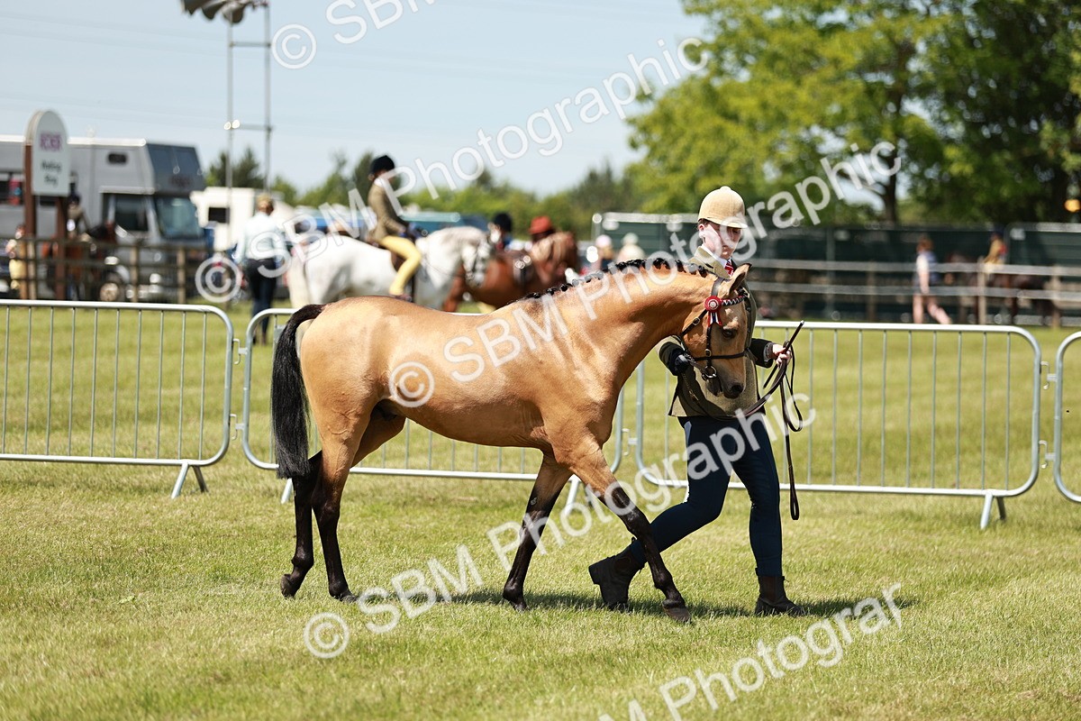 SBM_05558 - Class 41-45 - Riding Pony-Hunter Pony Breeding