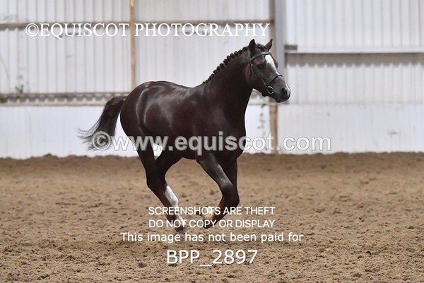 BPP_2897 - LOOSE JUMPING / SPSS