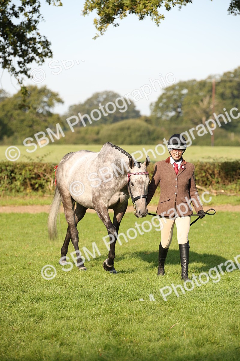 SBM_59324 - S52 - Other Coloured Horse In Hand