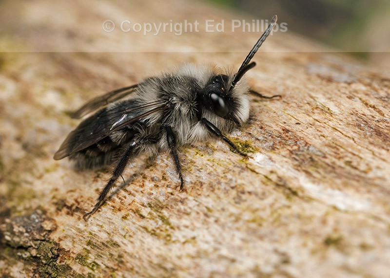 Andrena cineraria (m)