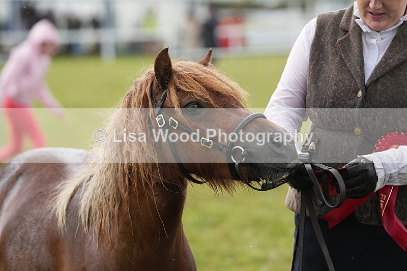 DSC04636 - Class 46: NPS Shetland Youngstock