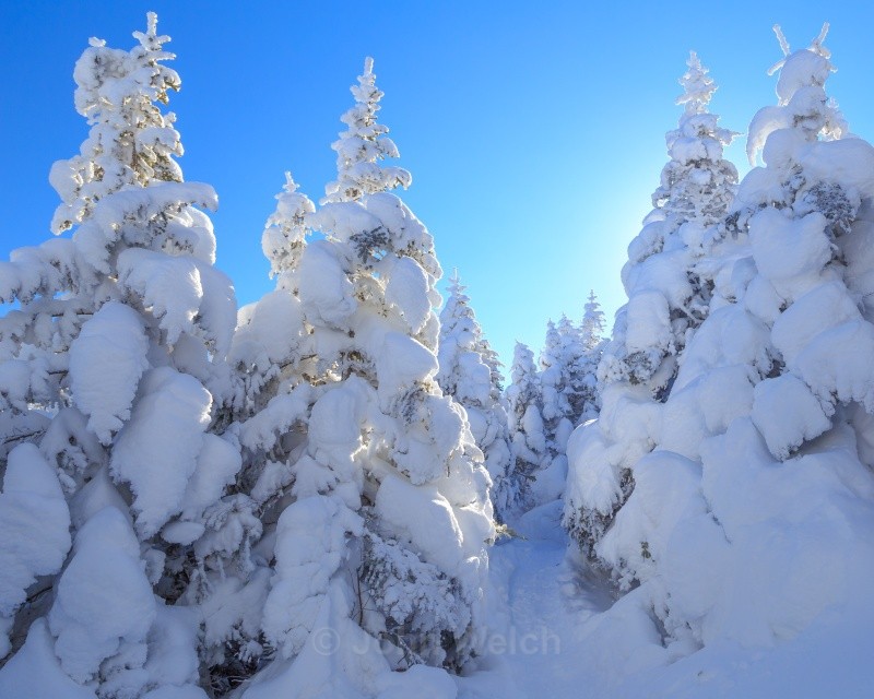 Backlit Snowy Spruce - White Mountain National Forest and Northern New Hampshire