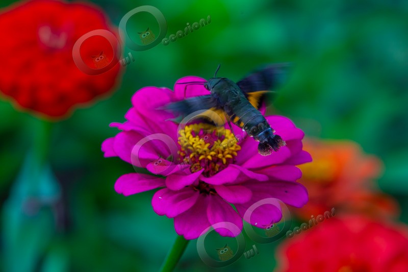 hummingbird Hawk Moth Macroglossum stellatarum-2982 - Insects from around the world