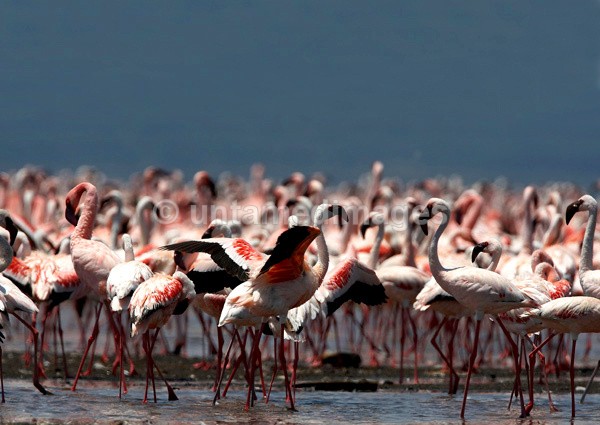 Lesser Flamingo - Kenya