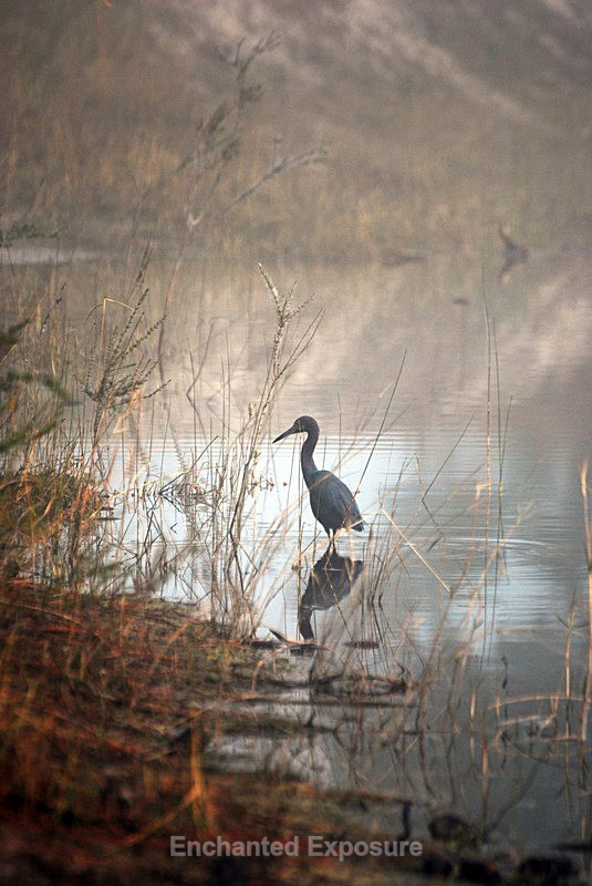 Heron in the Fog - Birds and Animals