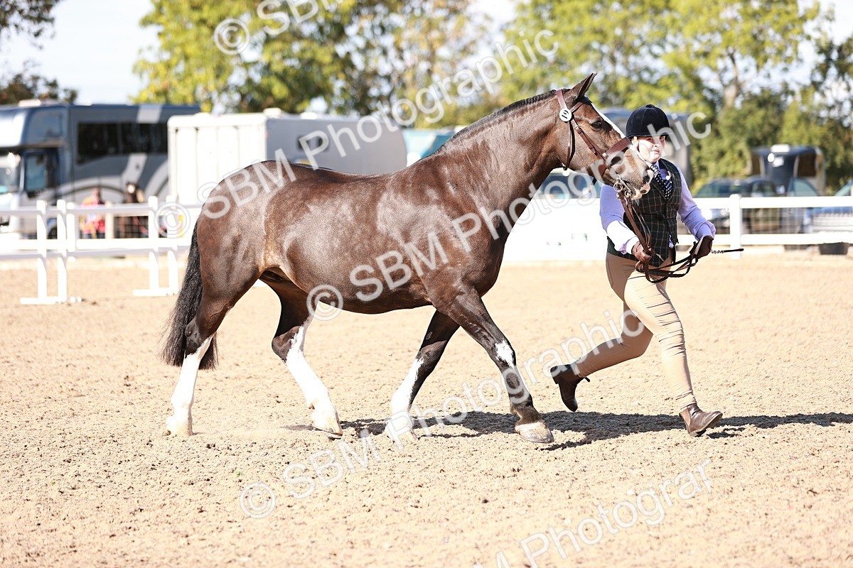 SBM_13225 - Class 405 - IH Show Cob