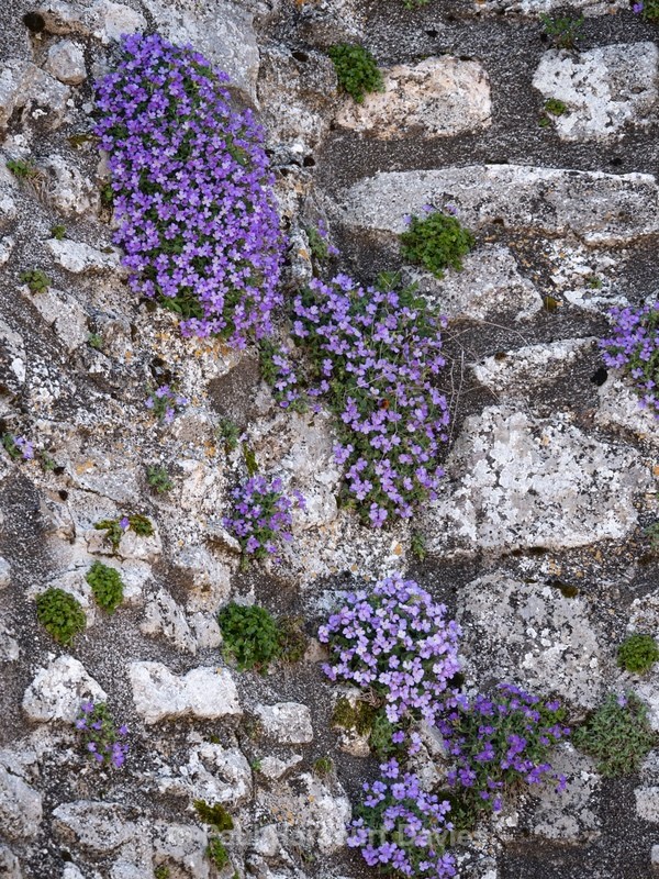 Gargano Aubretia (Aubretia columnae ssp italica)  - Gargano - Flowers in the Landscape