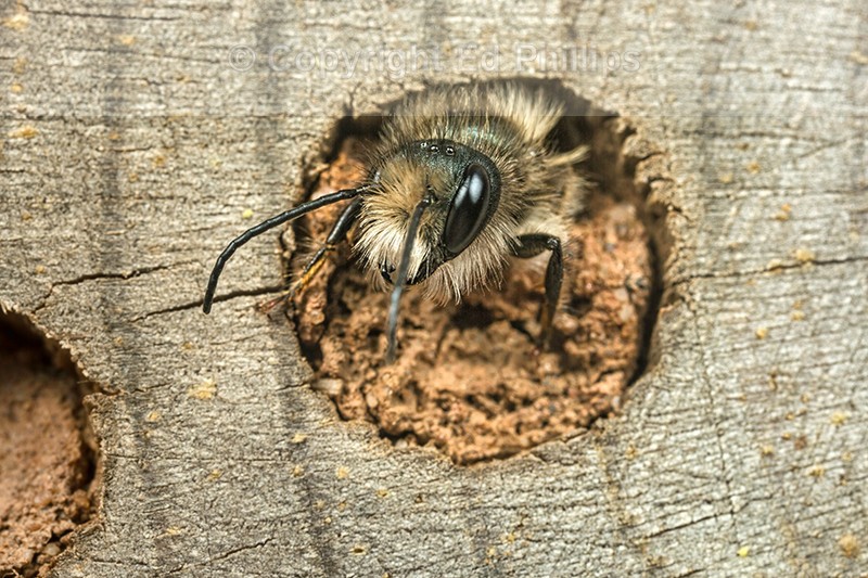 Osmia bicornis (m)