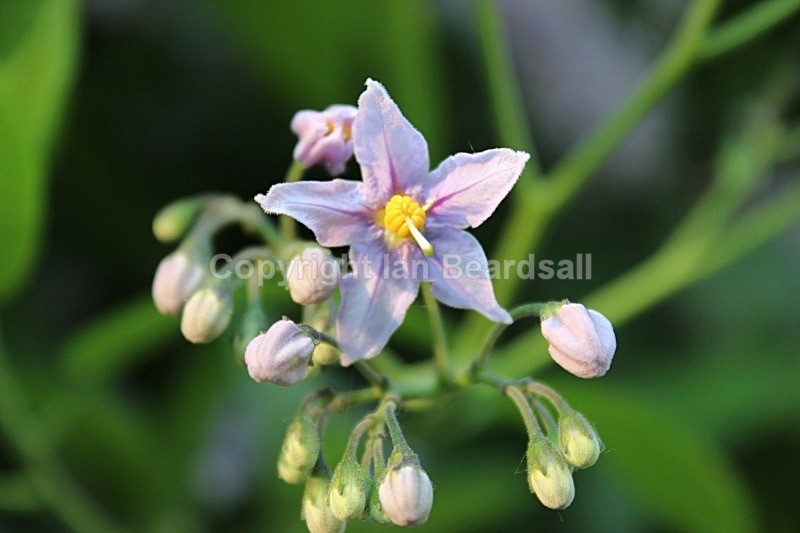 IMG_2984 - Flowers