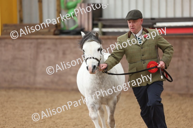 20251109-0540 - Class 20 - Stallions 4 Years and over