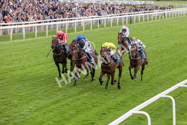 230923-Race 3-Politico-5292 - Race 3 3.10pm Happy 60th Birthday Angela Clark Nursery Handicap