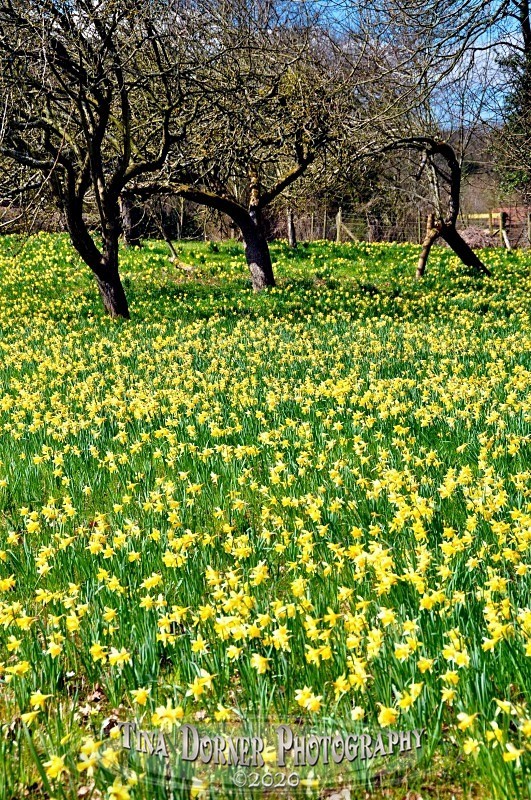 Wild Daffodils,  Dymock  in Plant and Flower Portfolio by Tina Dorner Photography