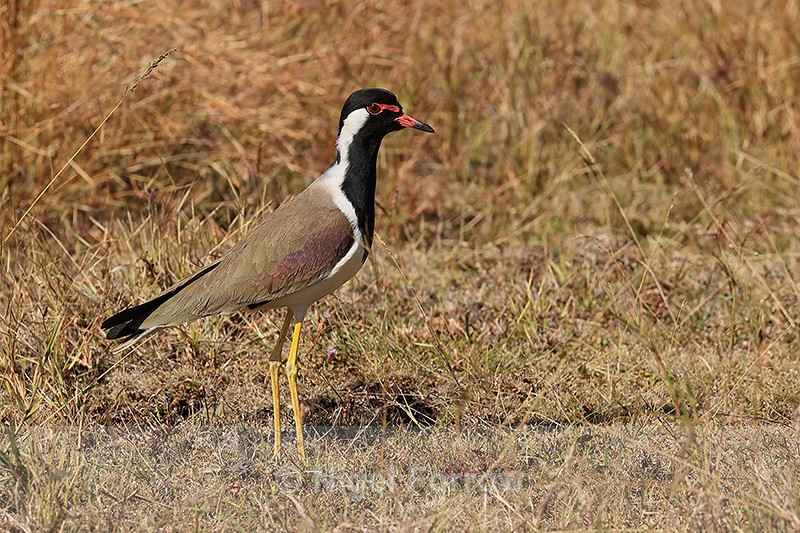 Red-wattled Lapwing, side view, Bandhavgarh, India - Red-wattled Lapwing