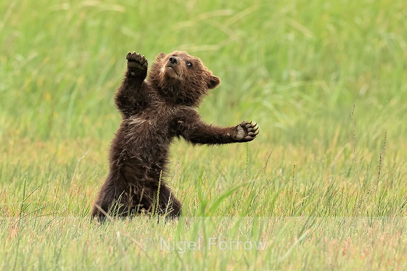 Standing Brown Bear cub overbalances, Silver Salmon Creek, Alaska - Brown Bear