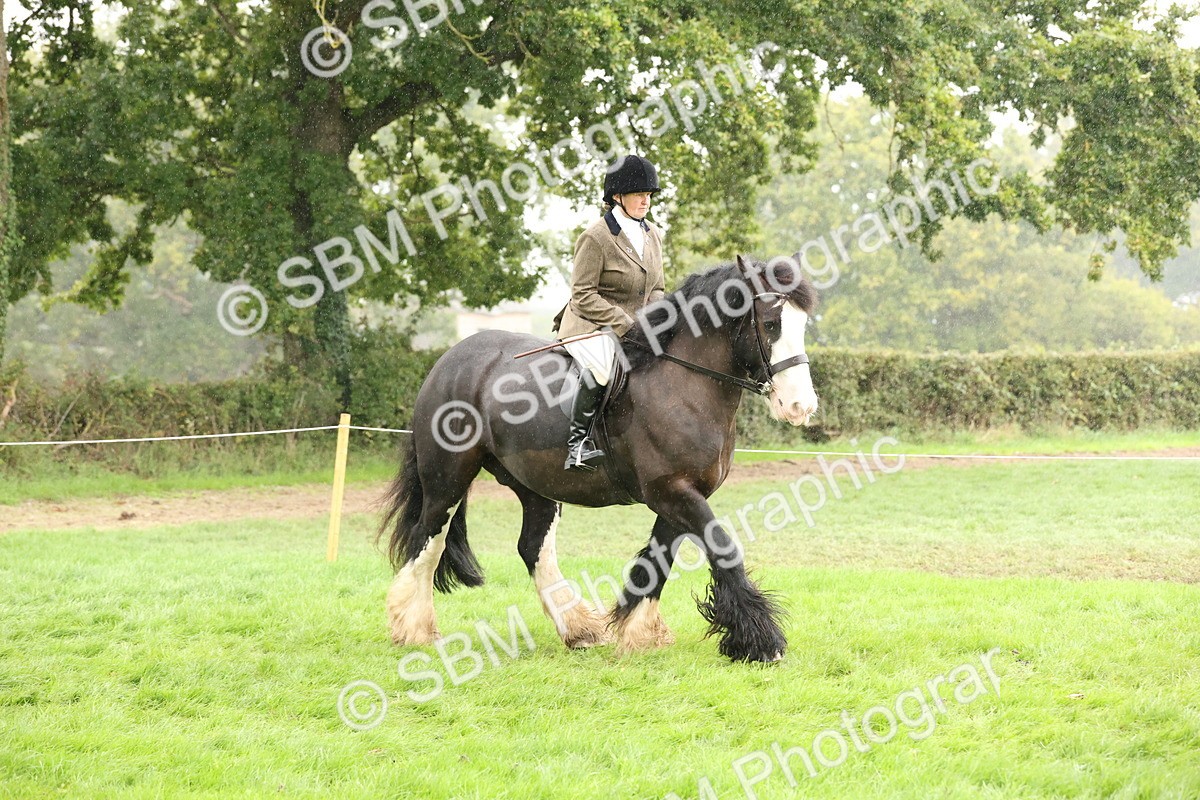 SBM_69791 - S69 - Show Cob Ridden
