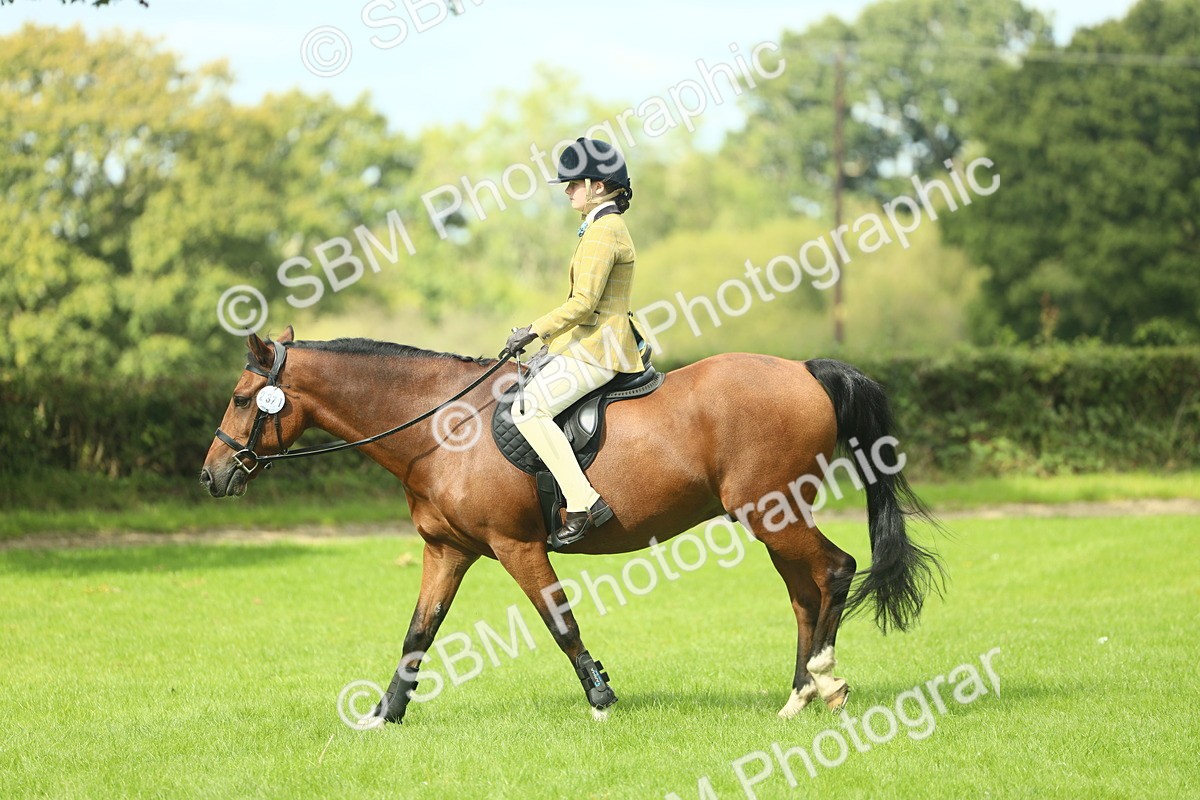 SBM_42121 - S29 - Novice & Newcomers Working Hunter Pony