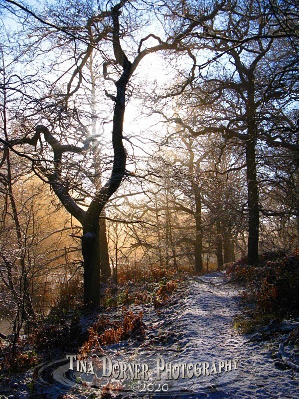 Snow and orange light on path, Cannop ponds. Winter Landscape portfolio by Tina Dorner Photography,  Forest of Dean and Wye Valley, Gloucestershire
