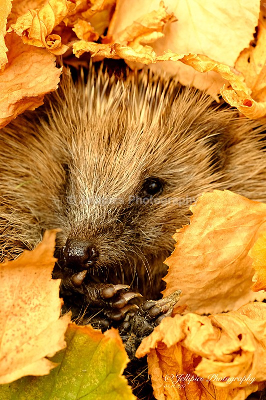  - Wildlife and Nature