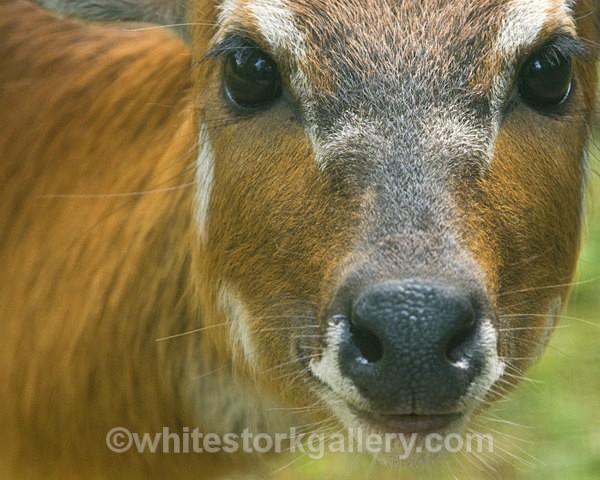 Puku - Wildlife and Animals