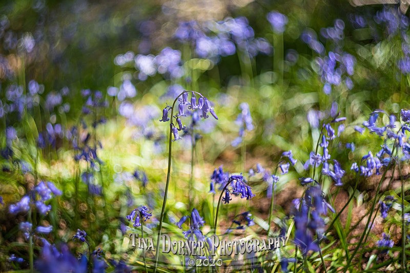 Spinning Bells - Spring & Summer in The Forest of Dean & Wye Valley and BLUEBELLS!