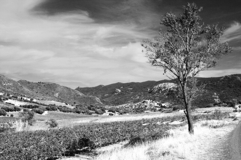 Duilhac-sous-Peyrepertuse - European Landscapes