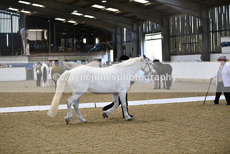 WJ5_3720 - Class 5 In Hand Veterans