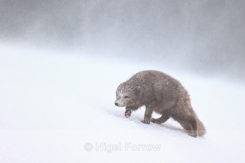 Hornstrandir Arctic Fox & blowing snow, Iceland - Arctic Fox