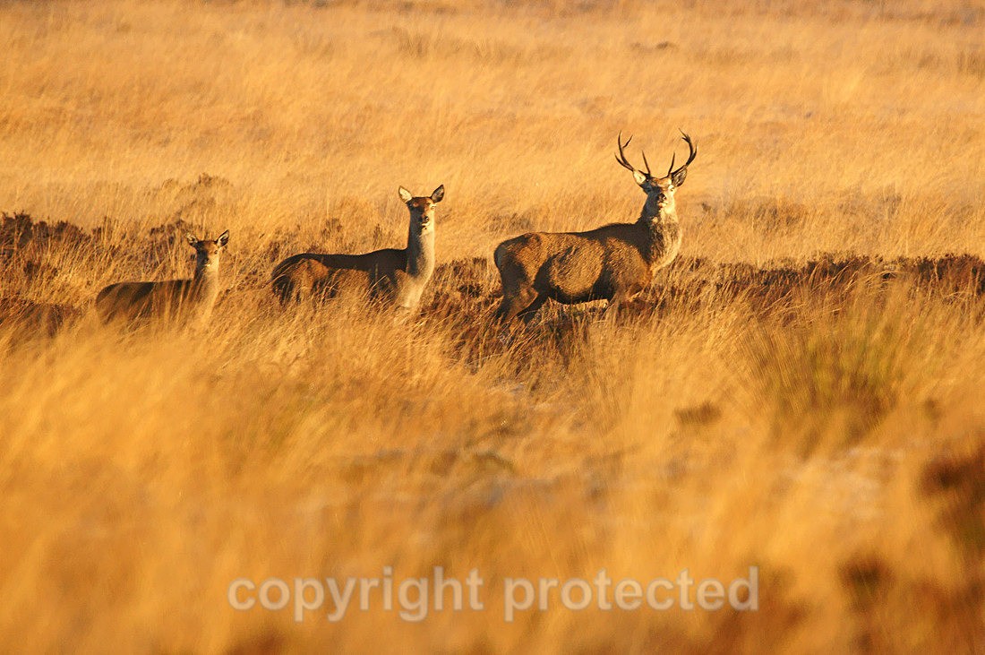 Red Deer - Peak District - Derbyshire - Mammals