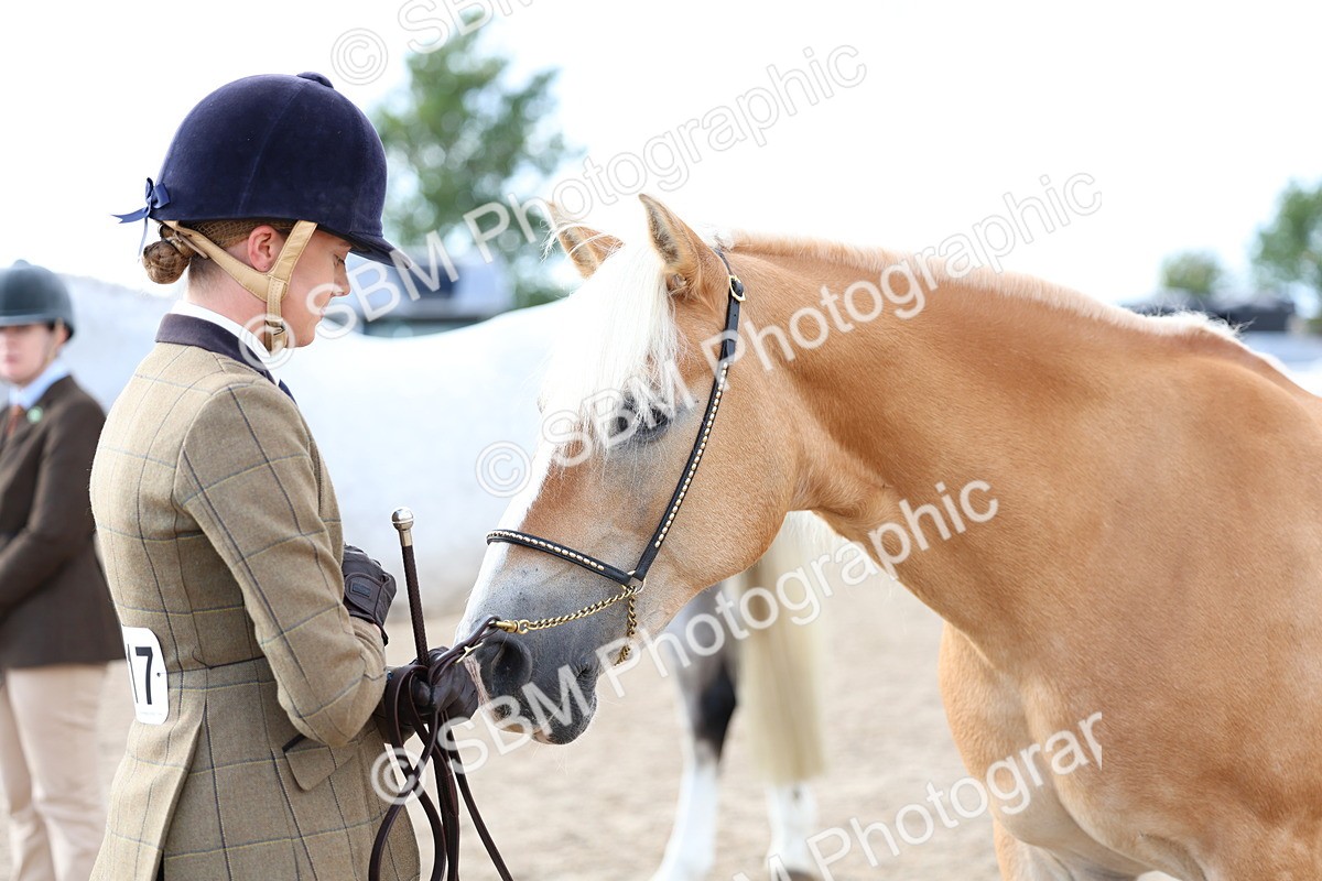 SBM_18753 - Class 317 - IH Pure Bred Horse-Pony
