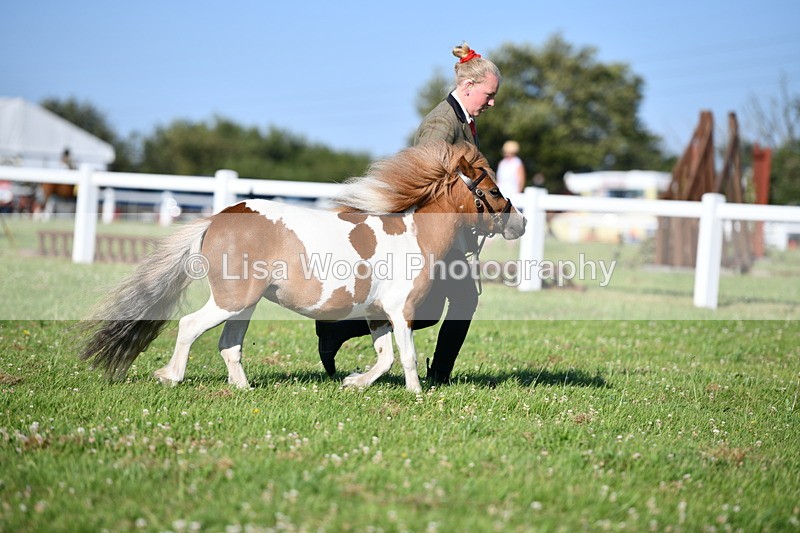 DSC_5498 - Class 49: NPS Shetland Youngstock