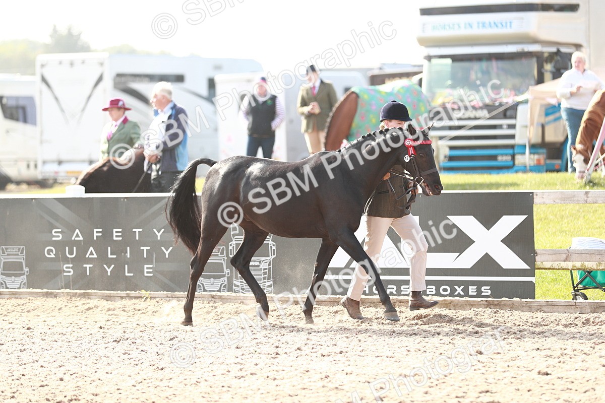 SBM_11061 - Class 205 IH Show Pony/ Show Hunter Pony