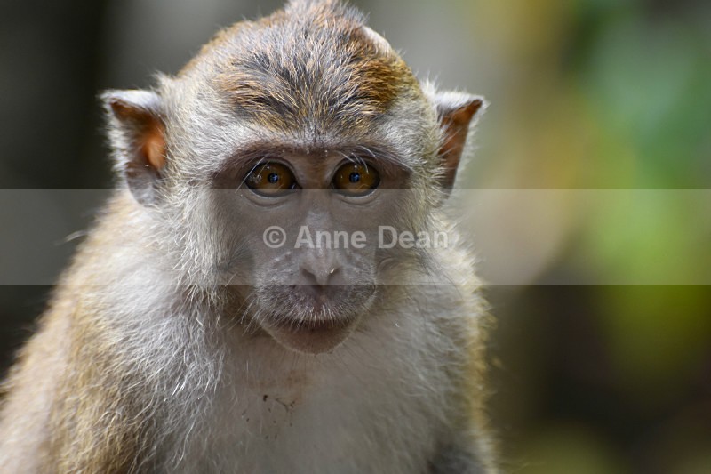 What are you looking at? - Wildlife from Langkawi, Malaysia