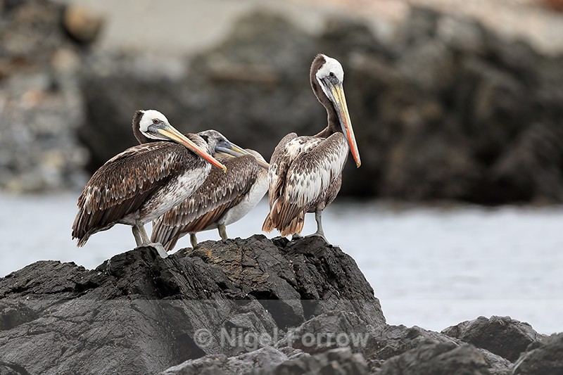 Peruvian Pelicans resting on rocks, Chile - Peruvian Pelican