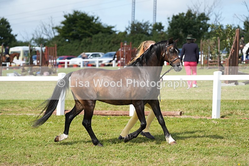 DSC05444 - Class 50: NPS M&M 4 years and over Small Breeds