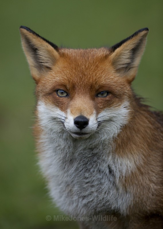 RED FOX REF RF2/7 - RED FOX PORTFOLIO No 2