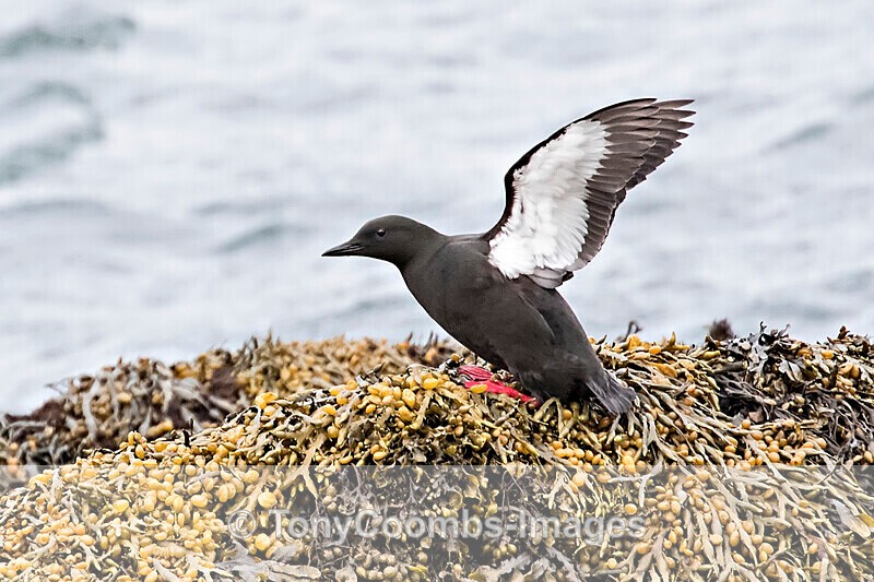 Black Guillemot - Iceland