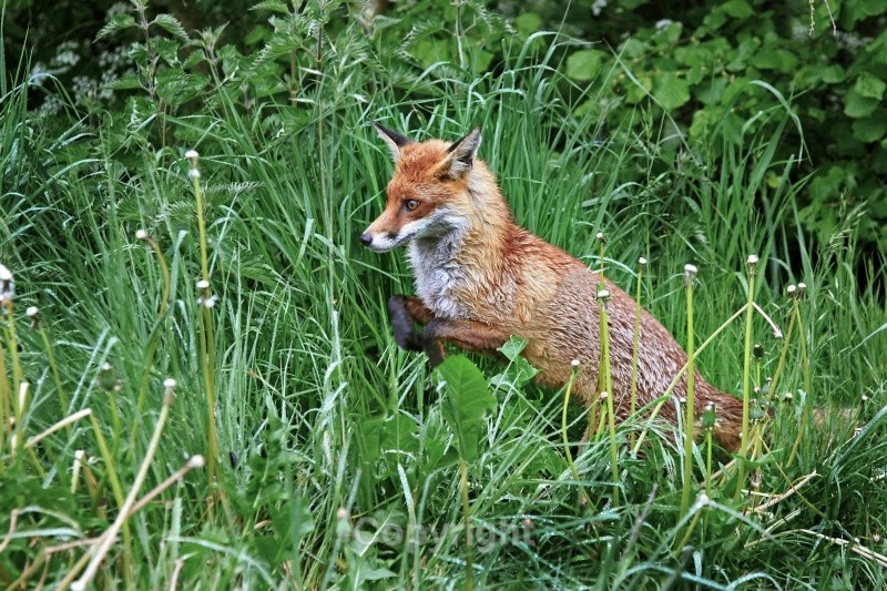 Hunting Fox,County Louth - Various Mammals