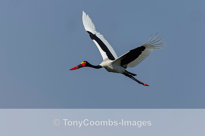 Saddle-billed Stork - Botswana ~ Birds