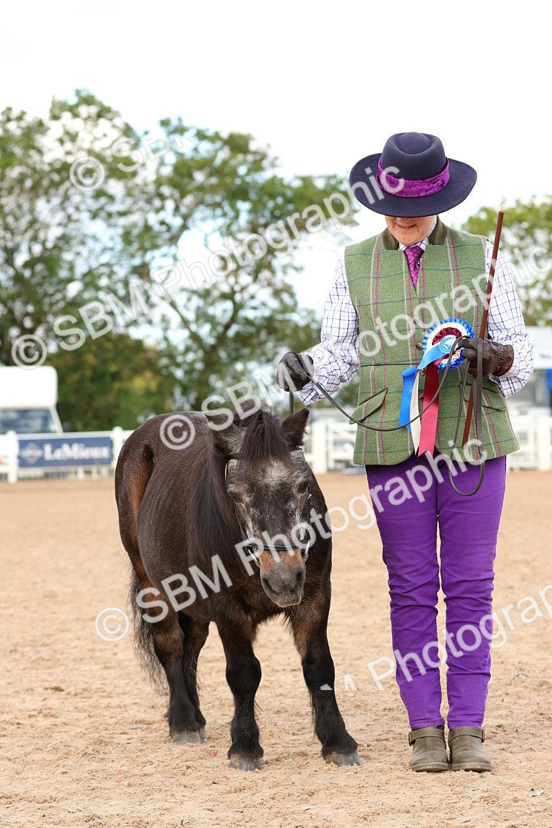 SBM_10342 - Class 206 - IH Non Show Type Pony