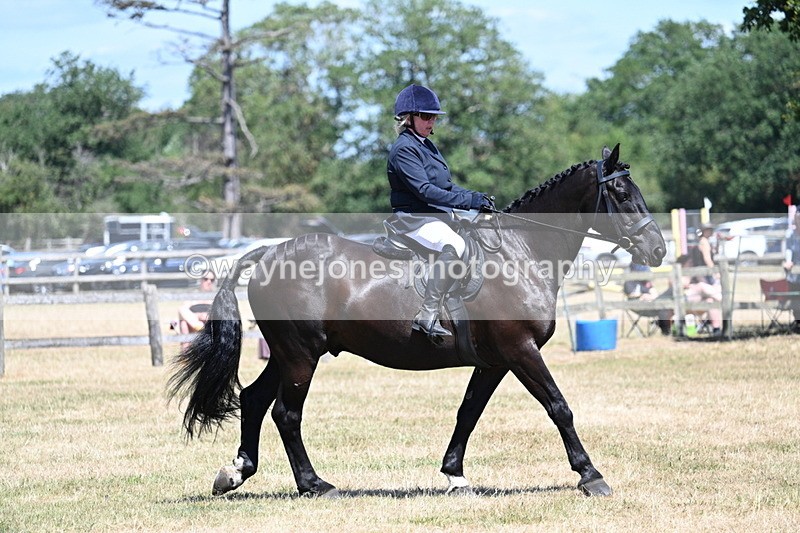 WJ7_2978 - Class 7 Riding Club Show Horse