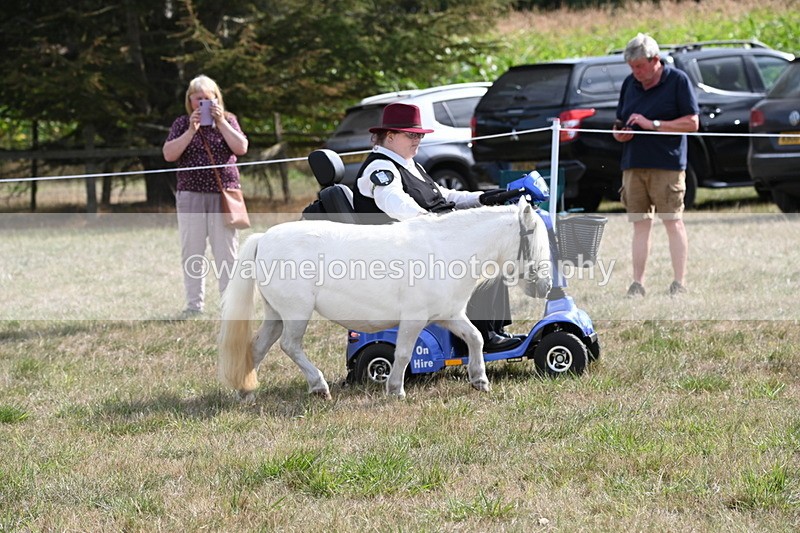 WJ6_6913 - Class 21 Shetland & Mini Horses