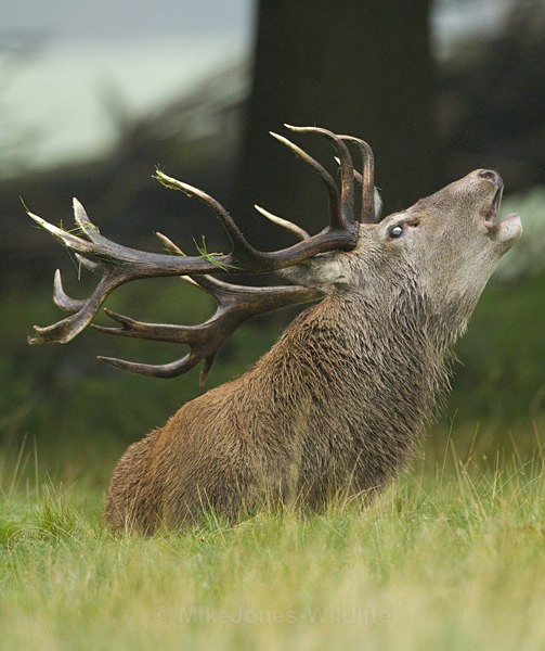 RED DEER ref rd 31b - RED DEER