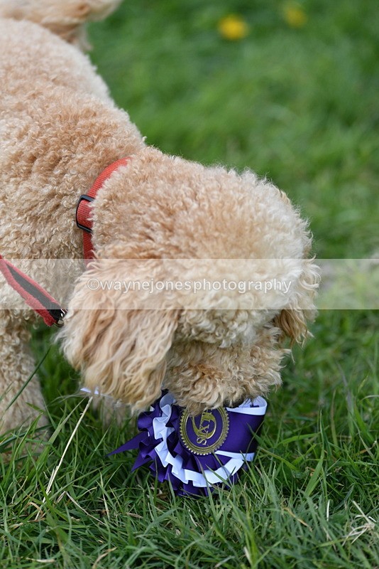 WJ5_9444 - Class 1 Best Cross Breed / Heniz 57