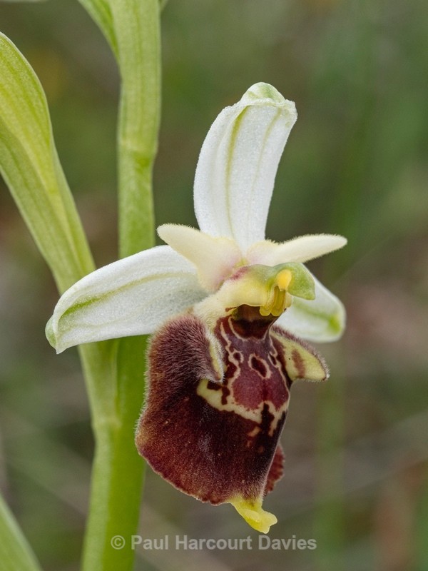 Apennine Late Spider orchid (Ophrys dinarica also Ophrys fuciflora ssp dinarica). - Wild Orchids - 2