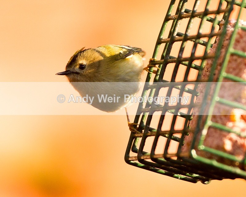 20110308-IMG_1863 - Wren & Goldcrest