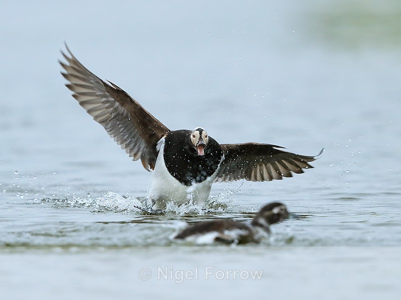 Long-tailed Duck squabble, Iceland - Long-tailed Duck