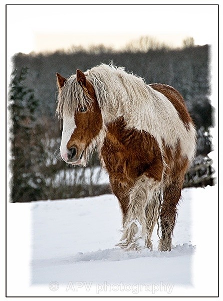  - Horses'n'Ponies