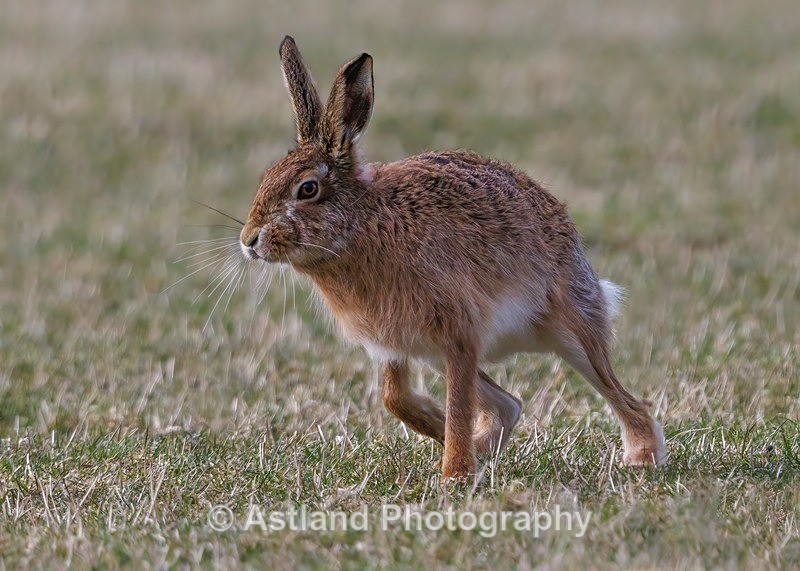 Brown Hare - Latest Images