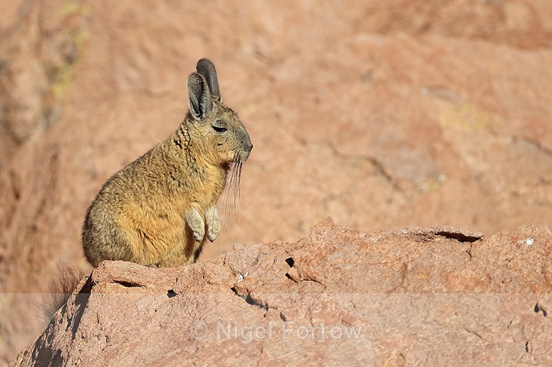 Viscacha standing on hind legs, Chile - Viscacha