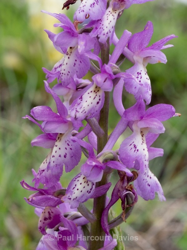 Hybrid Orchis - Orchis x colemanii ( Orchis mascula x O. pauciflora) - Wild Orchids - 1